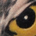 Tattoos - Stevie the Owl - 25148